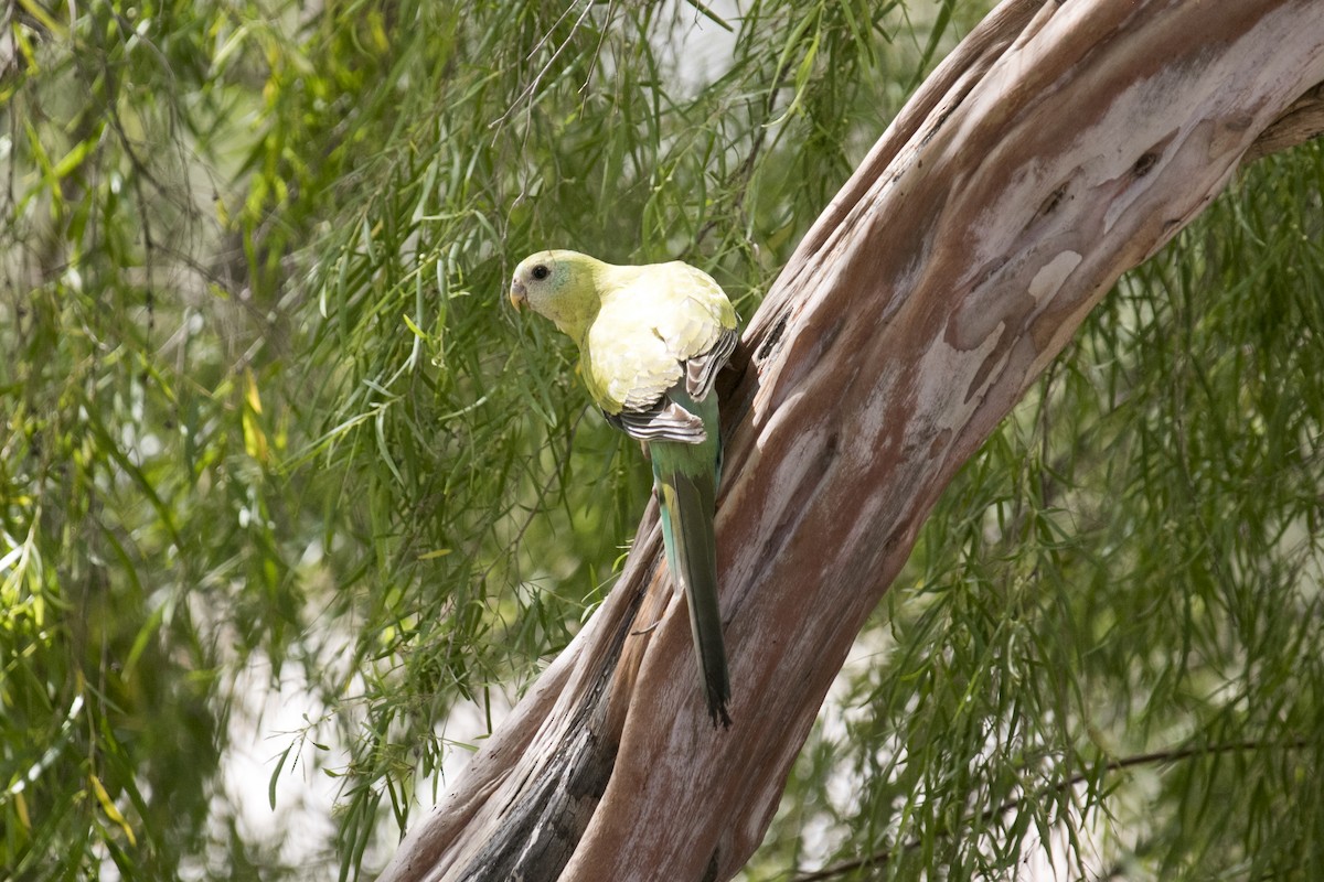 Golden-shouldered Parrot - ML640353929
