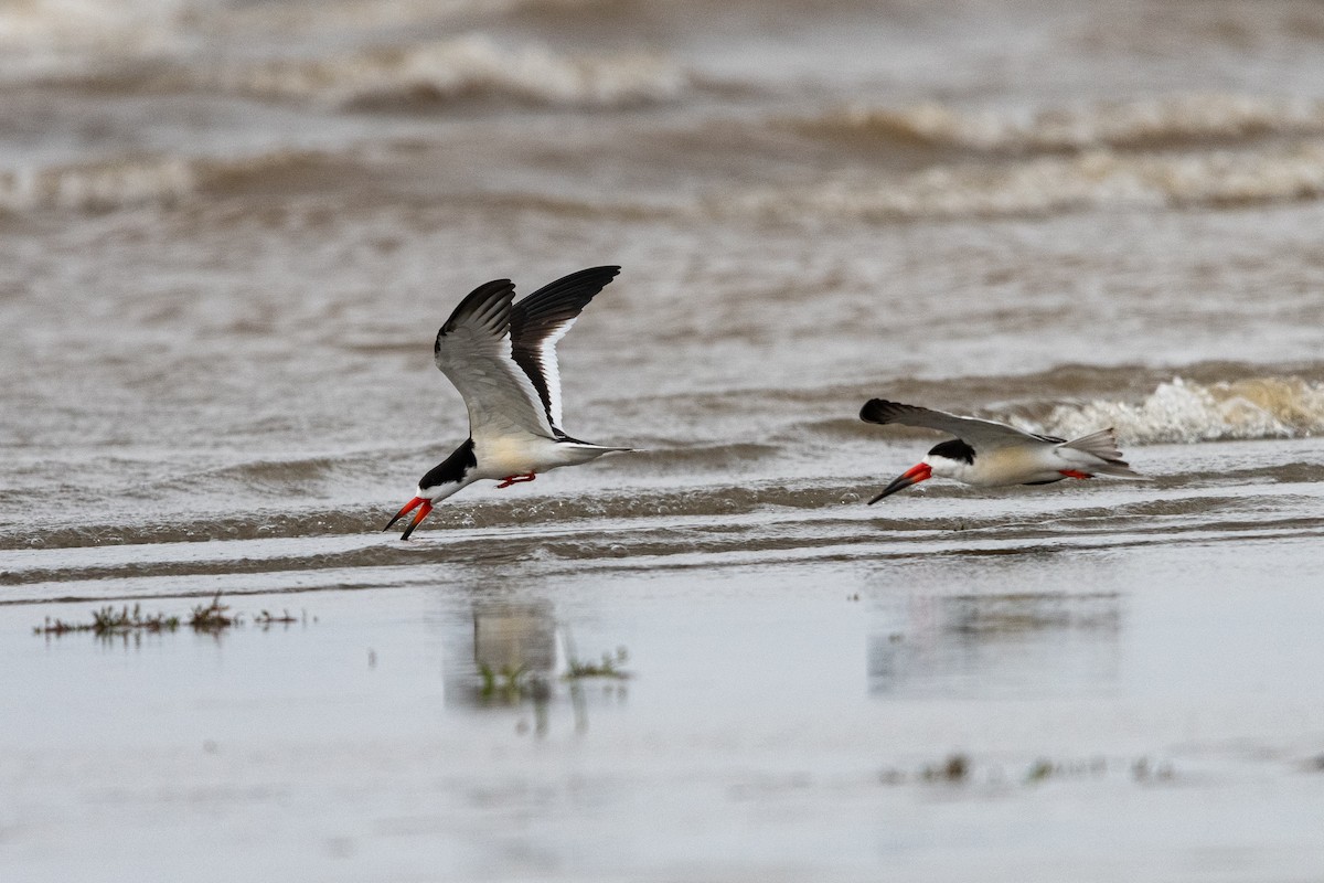Black Skimmer - ML640353931