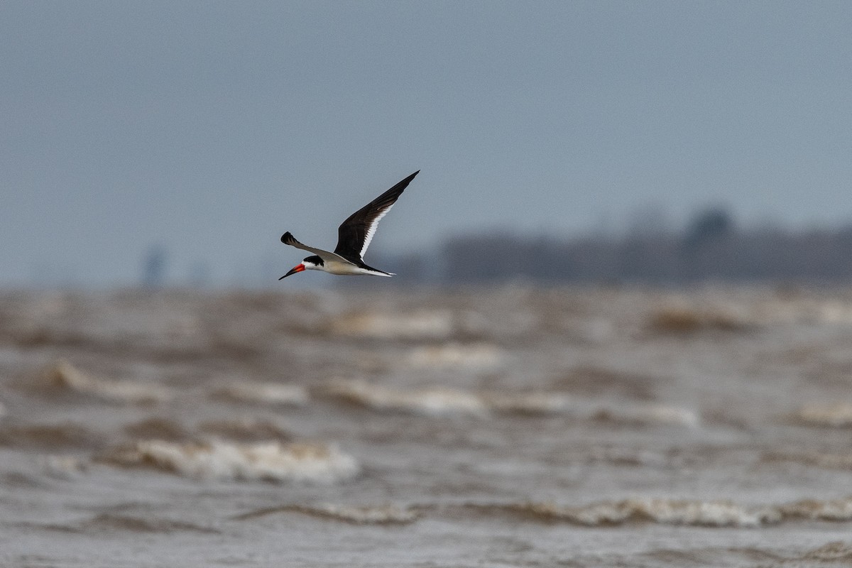 Black Skimmer - ML640353942