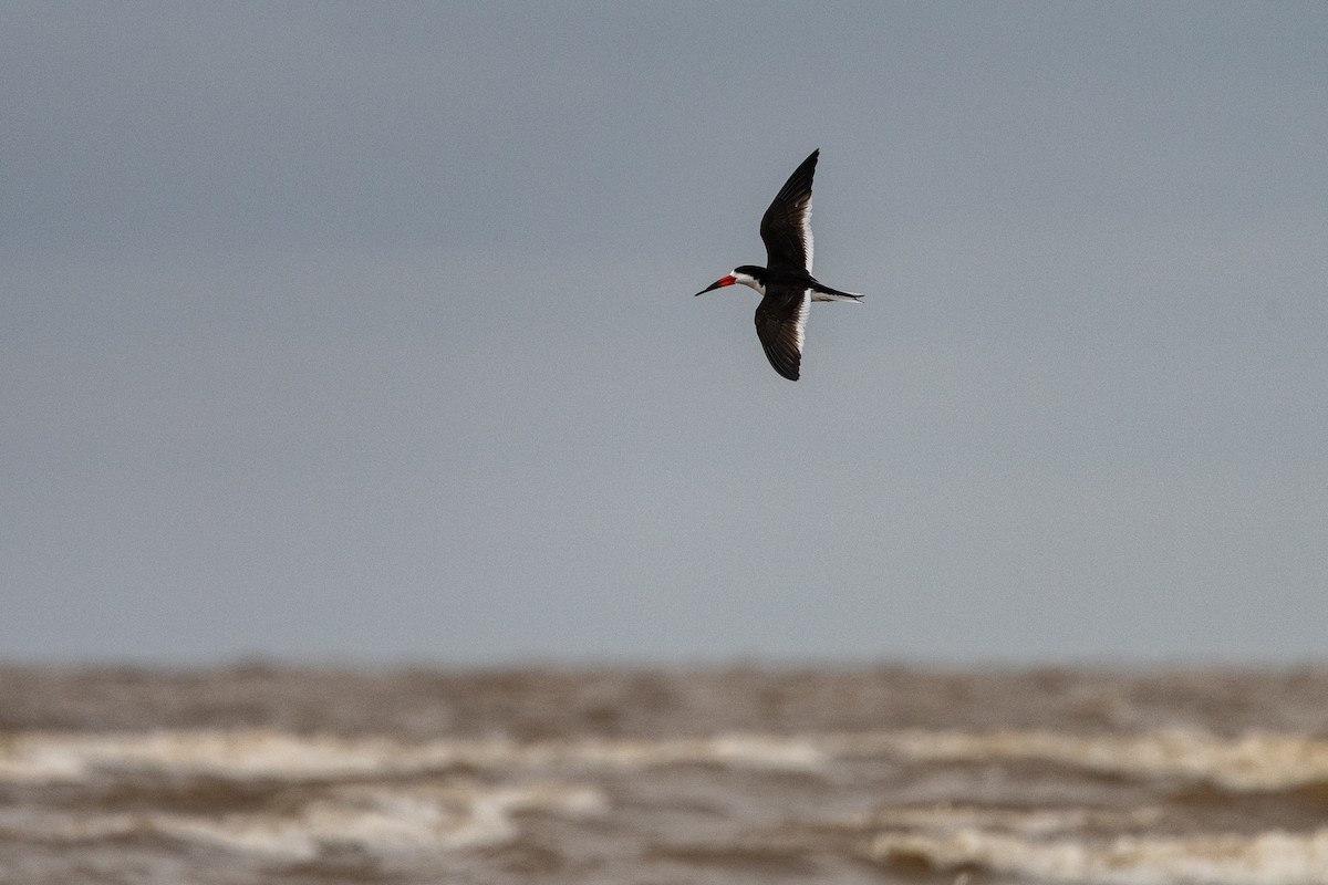 Black Skimmer - ML640353943