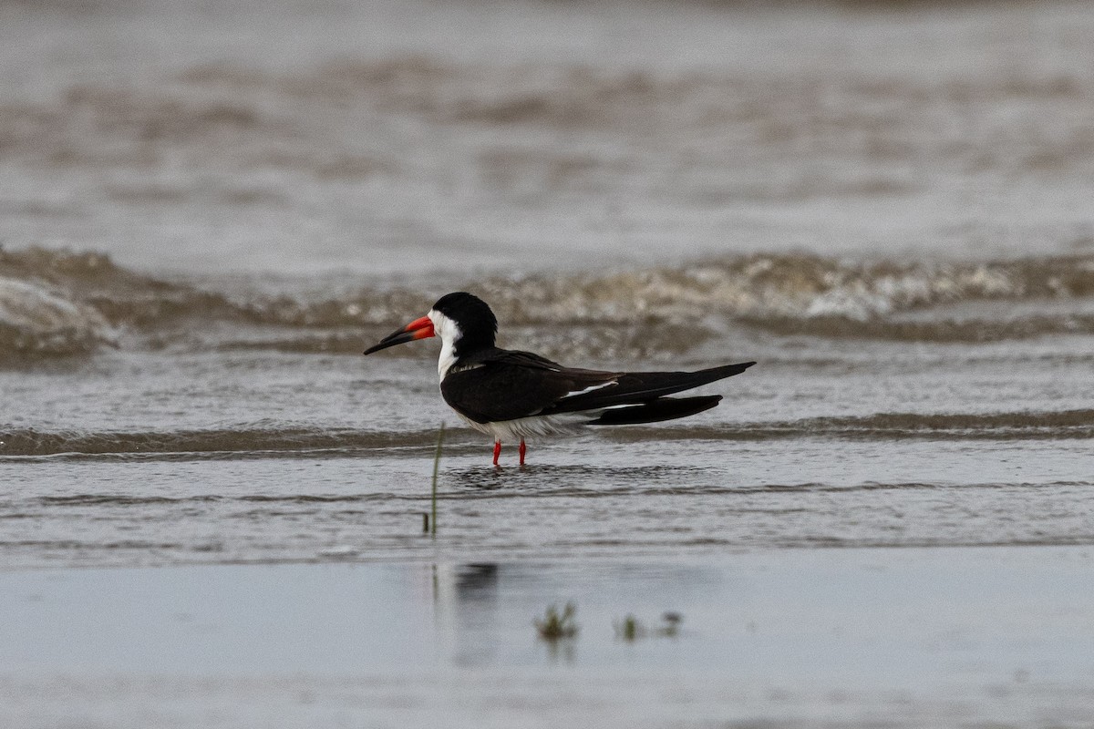 Black Skimmer - ML640353944