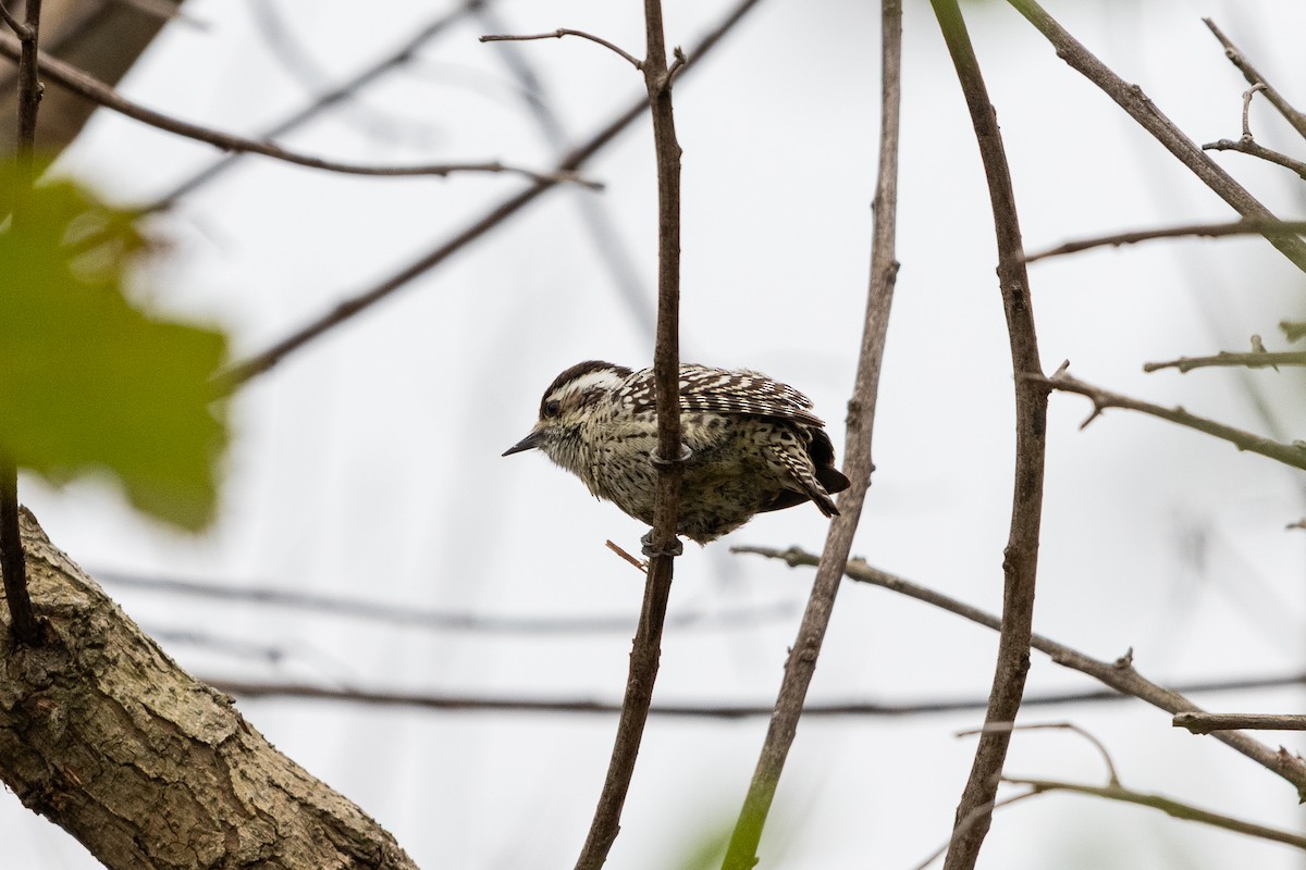 Checkered Woodpecker - ML640353962