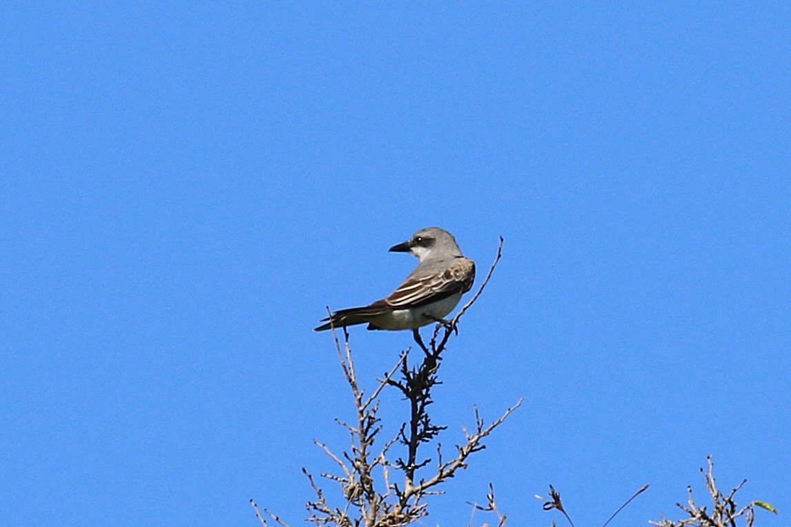 Gray Kingbird - ML640353972