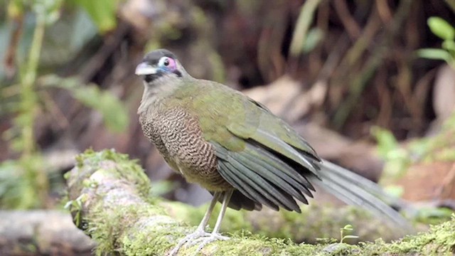 Зозуля-довгоніг суматранська - ML640353988