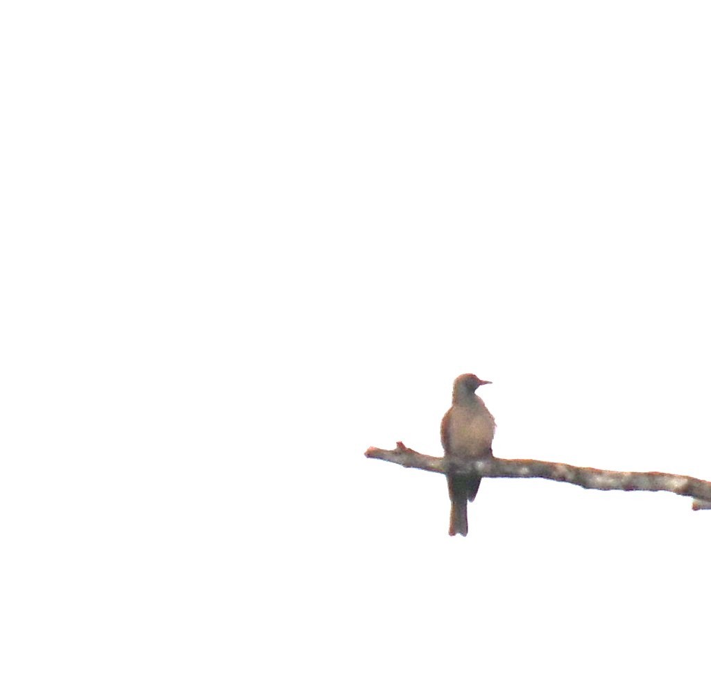 Sultan's Cuckoo-Dove - ML640353992