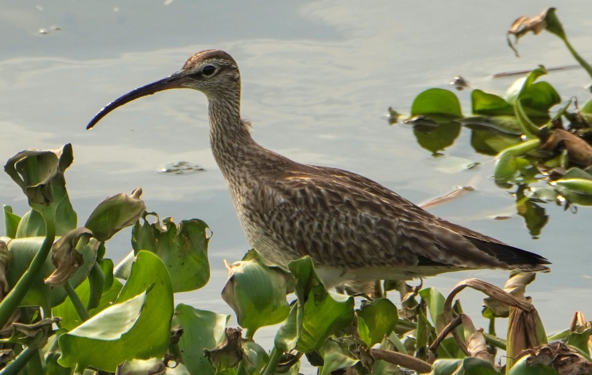 Whimbrel - ML640354003