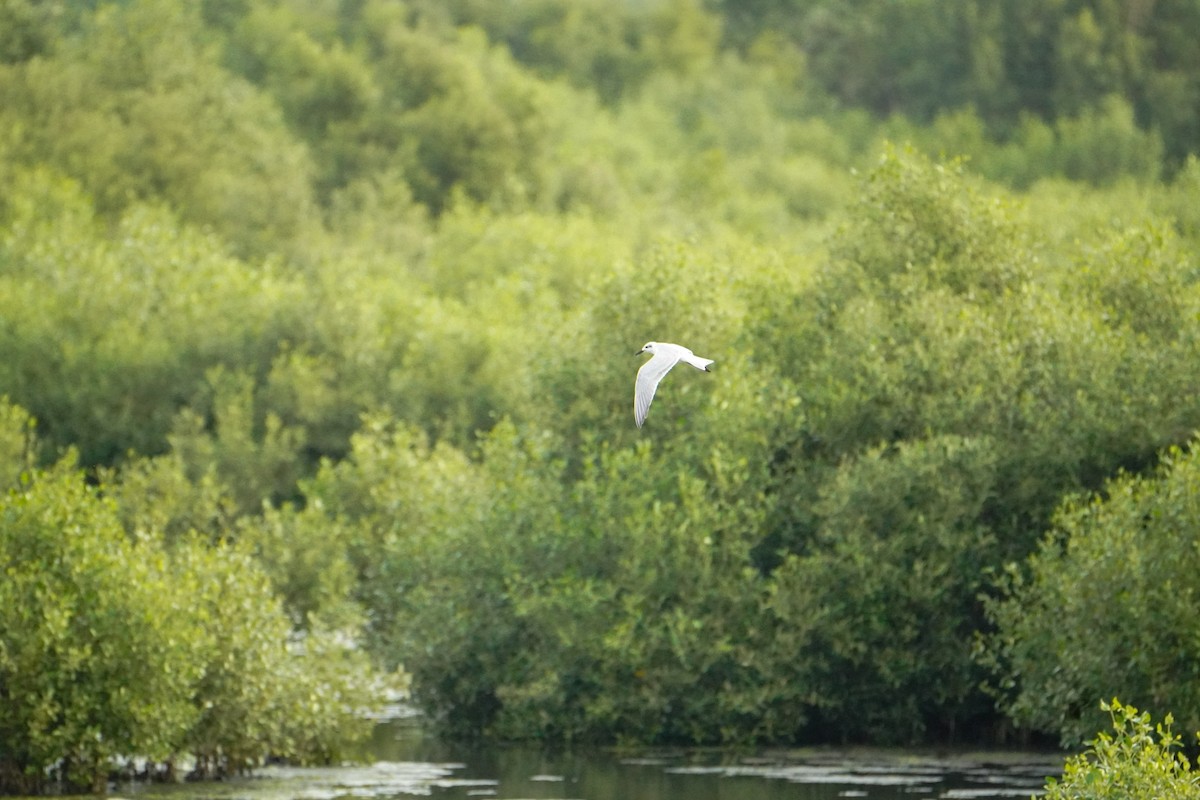 Gull-billed Tern - ML640354008