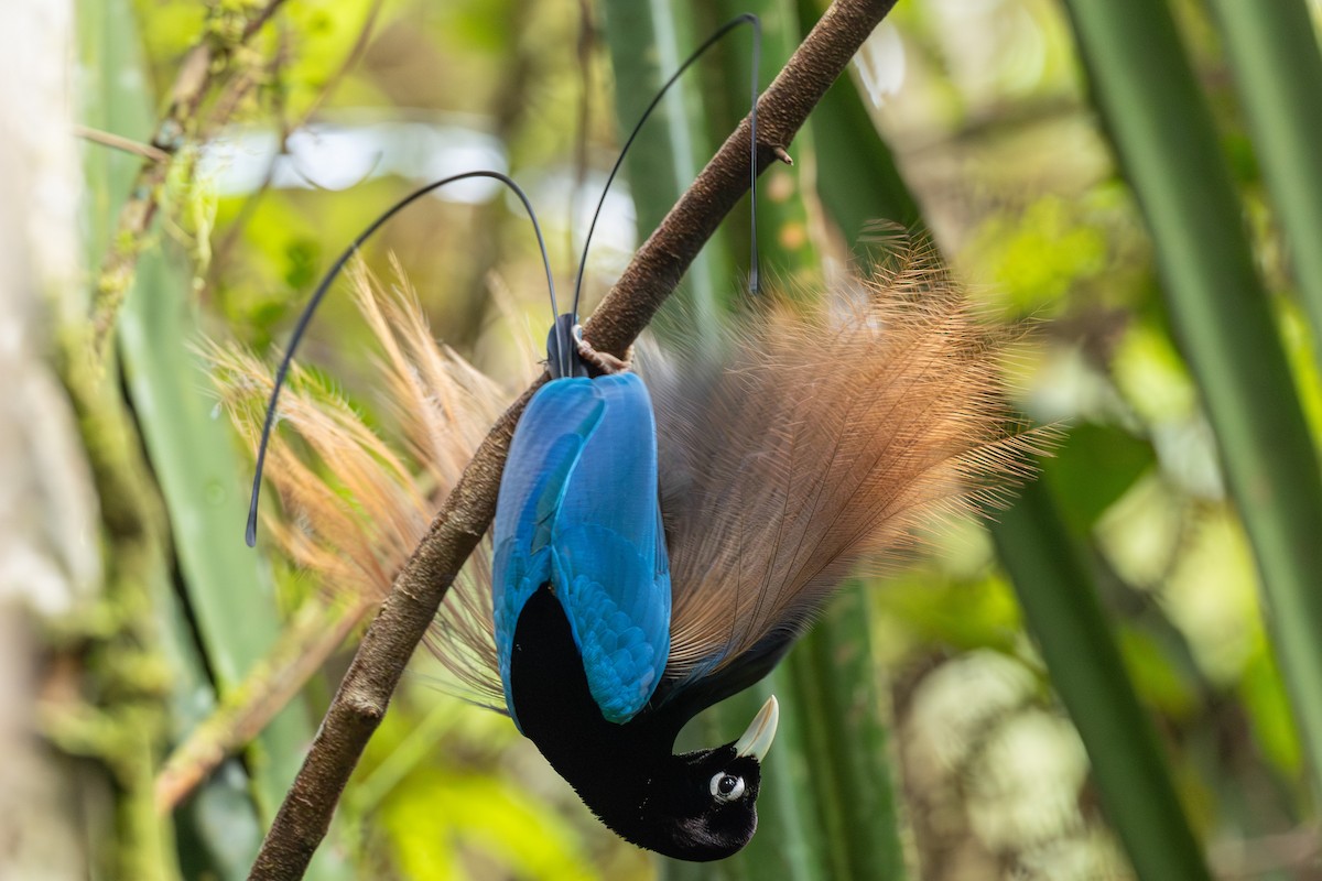 Paradisier bleu - ML640354020