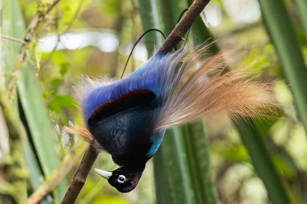Paradisier bleu - ML640354023