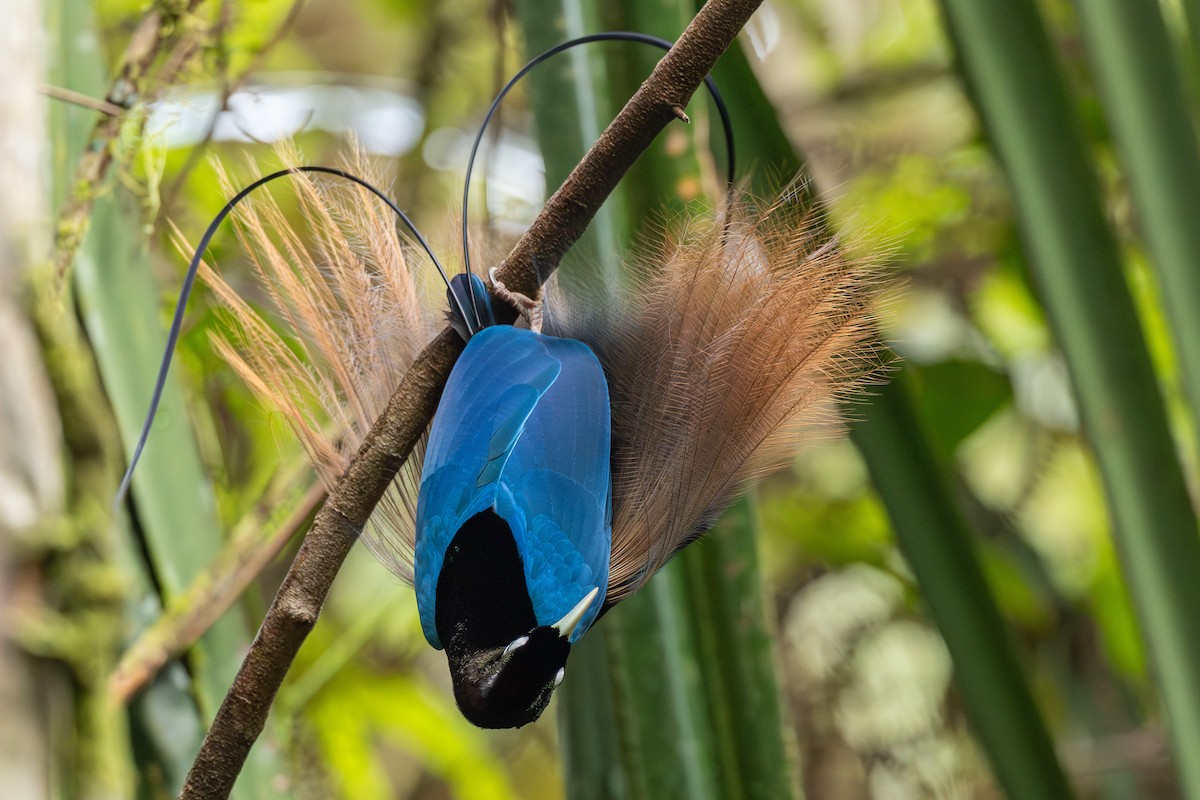 Blue Bird-of-Paradise - ML640354024