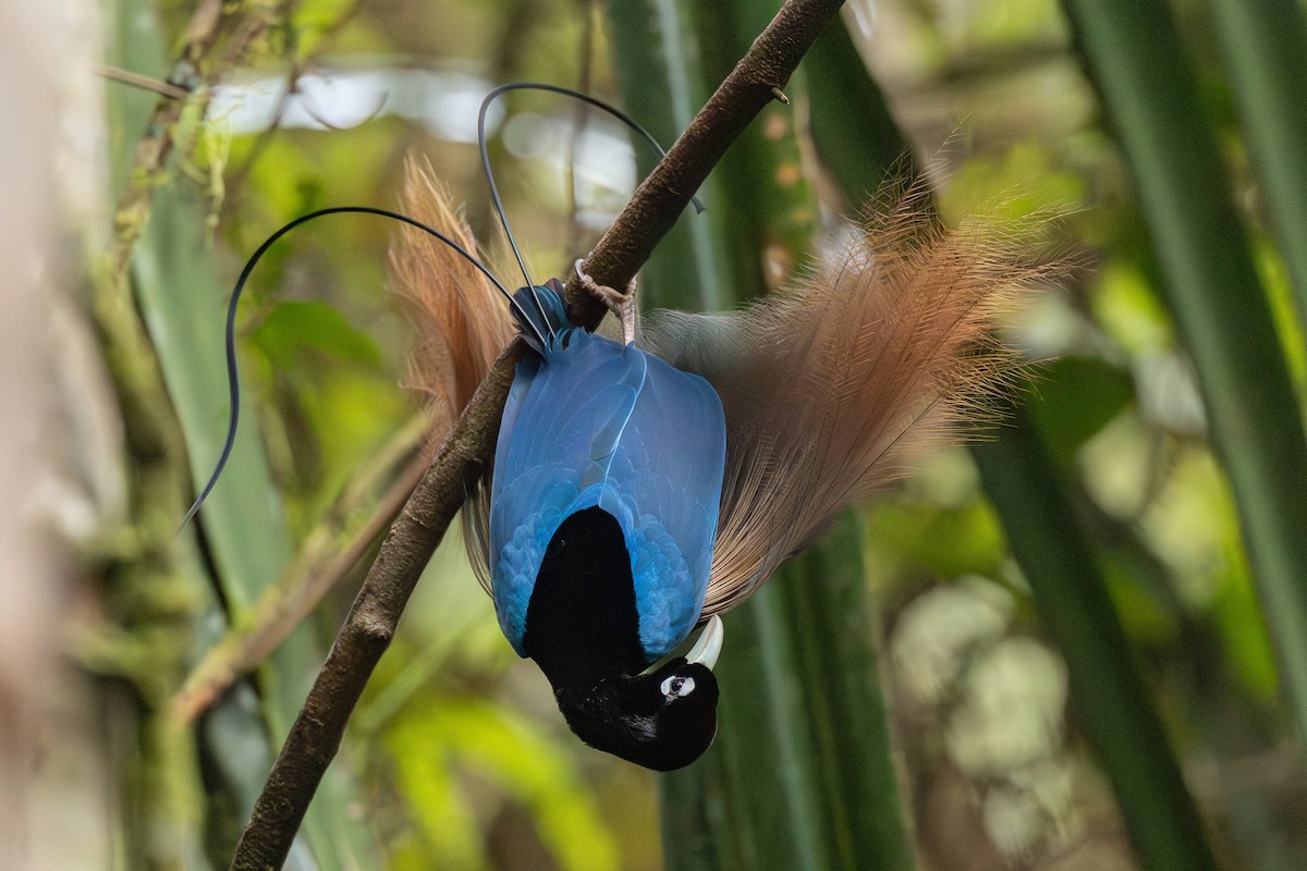 Blue Bird-of-Paradise - ML640354025