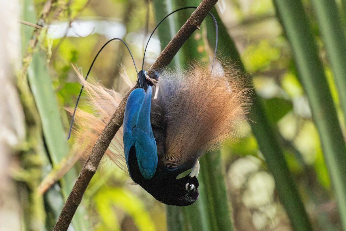 Blue Bird-of-Paradise - ML640354026
