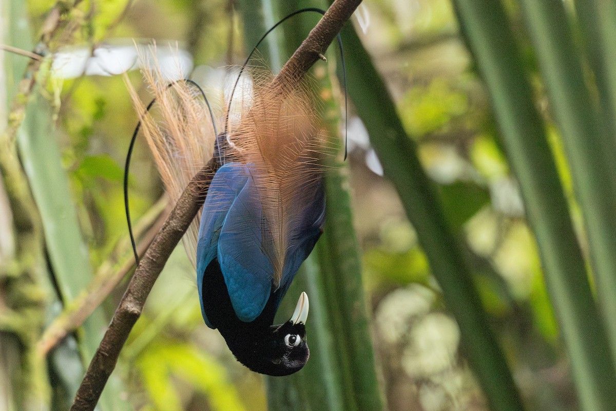 Blue Bird-of-Paradise - ML640354027