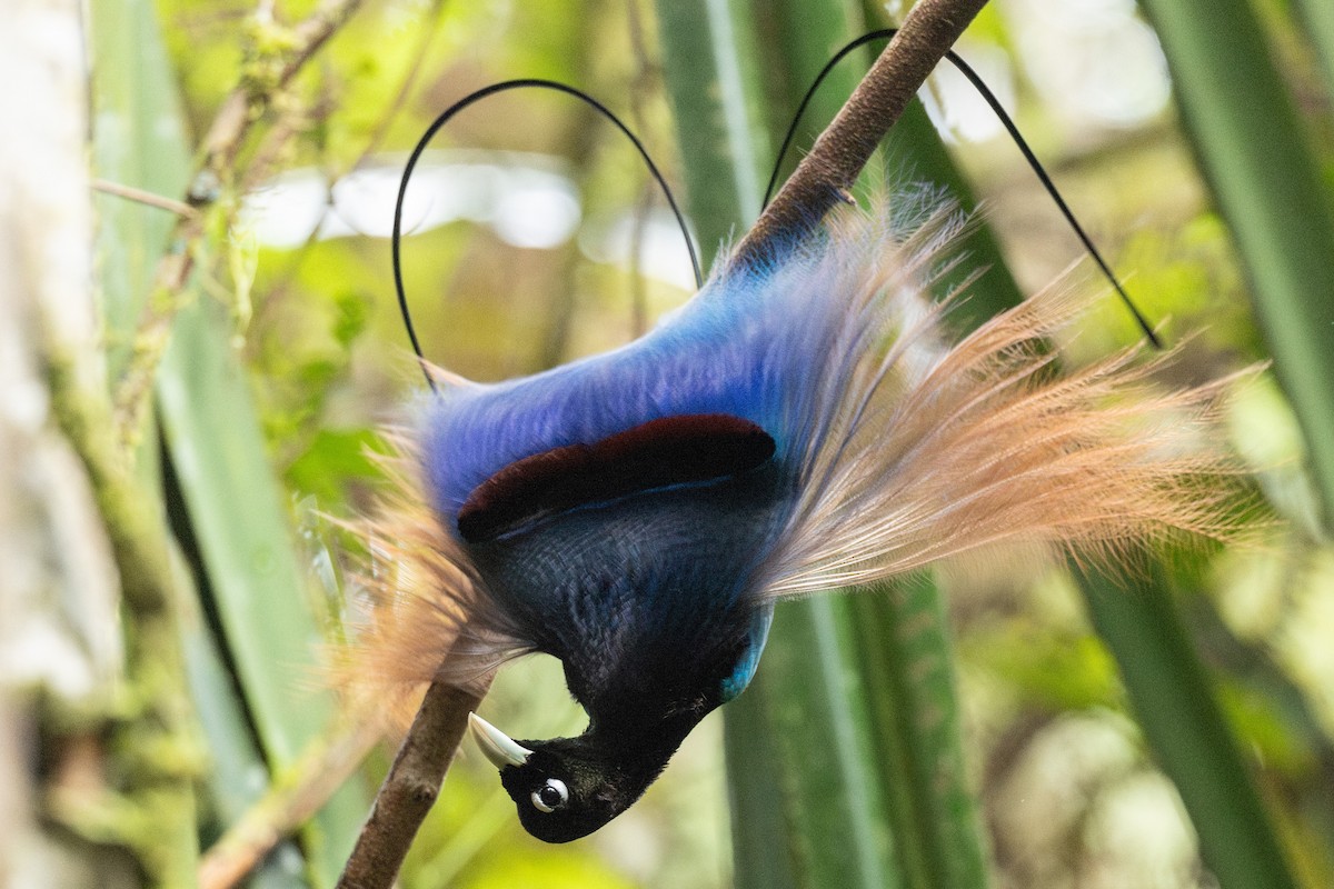 Blue Bird-of-Paradise - ML640354028