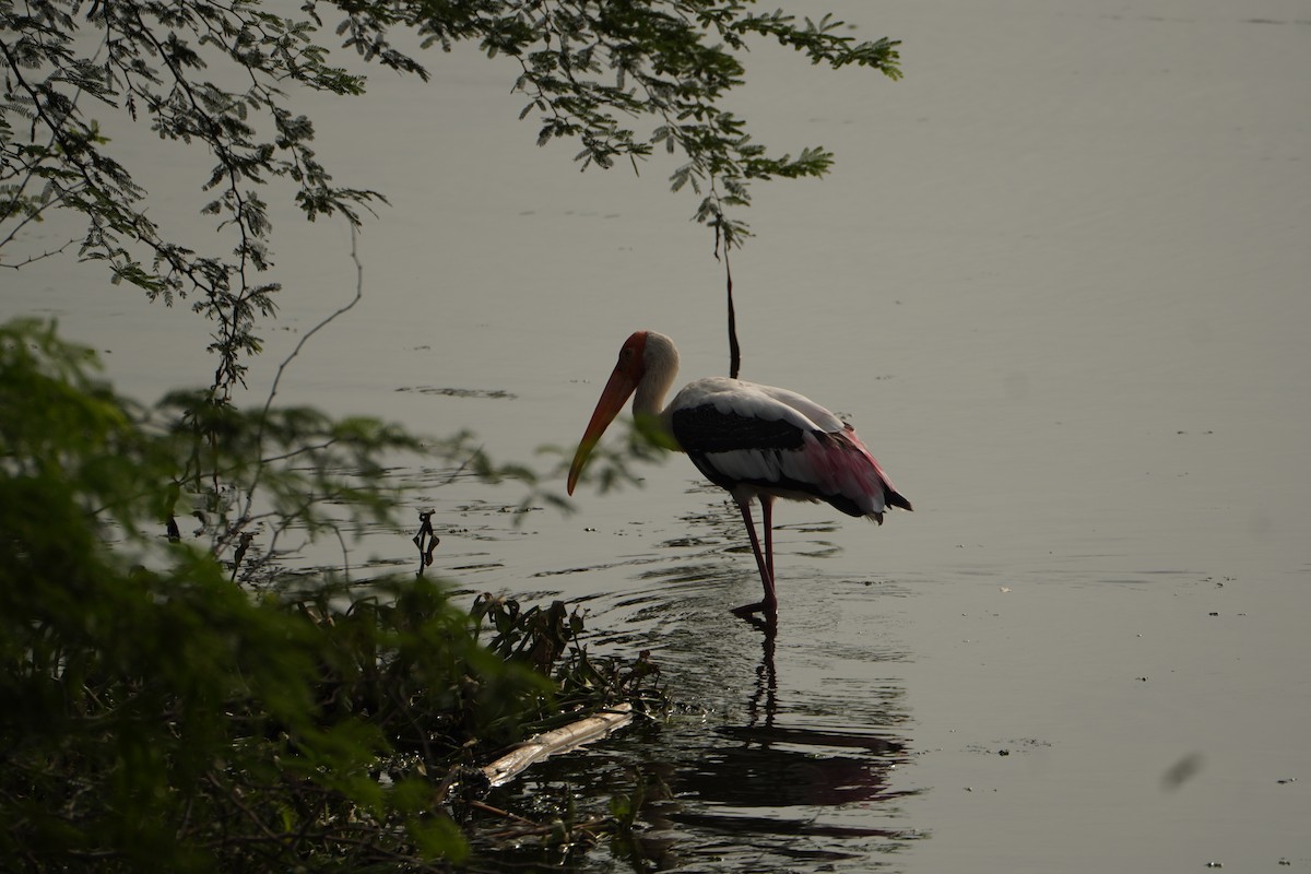 Painted Stork - ML640354049