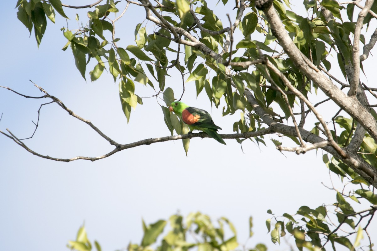 Red-winged Parrot - ML640354055