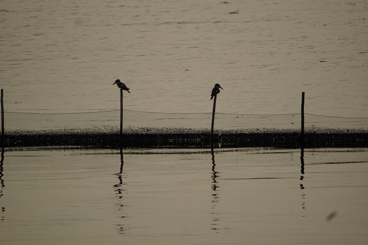 Pied Kingfisher - ML640354060