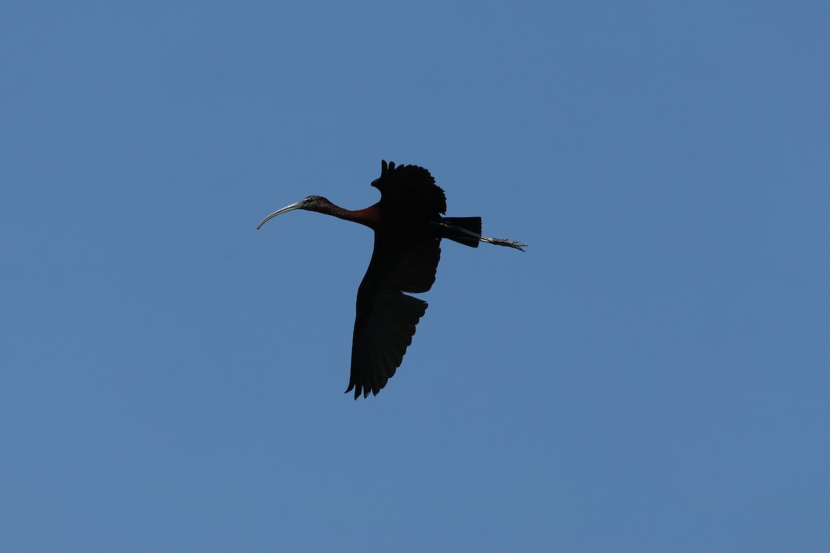 Glossy Ibis - ML640354117