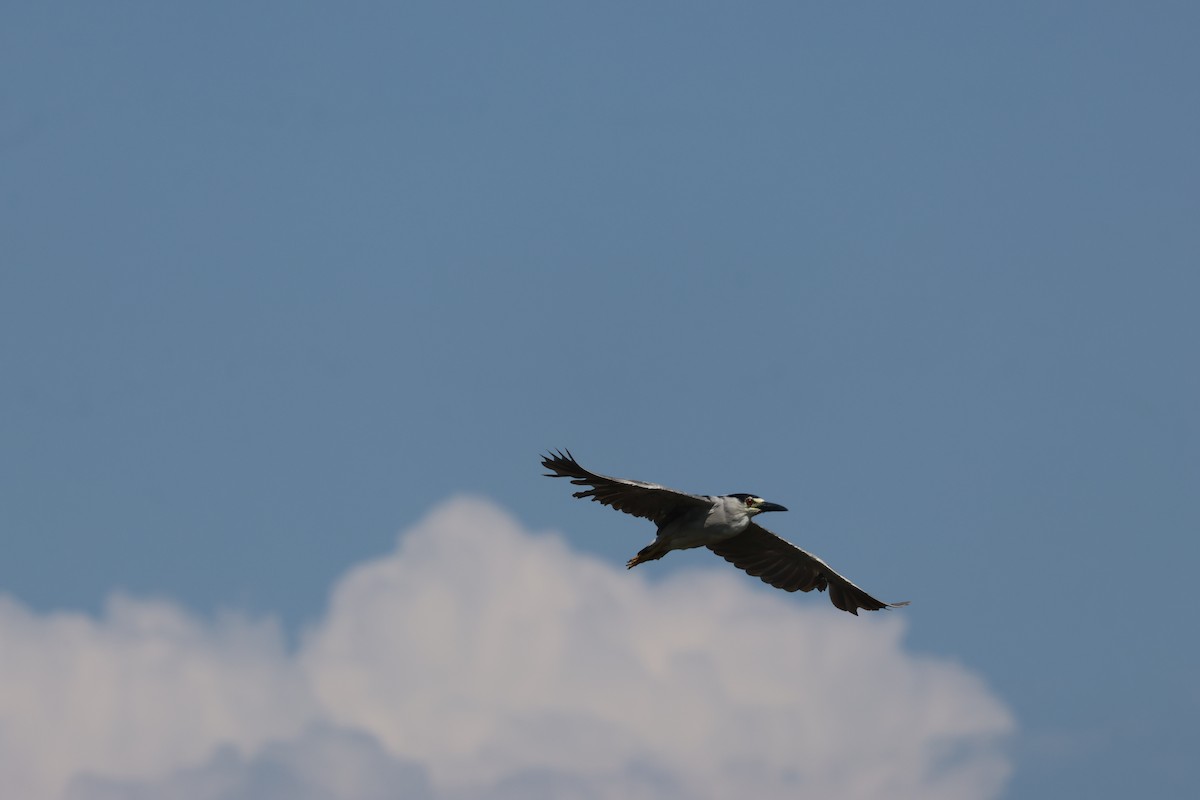 Black-crowned Night Heron - ML640354123