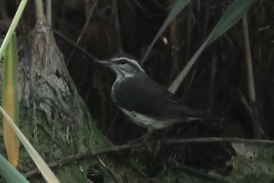 Louisiana Waterthrush - ML640354128