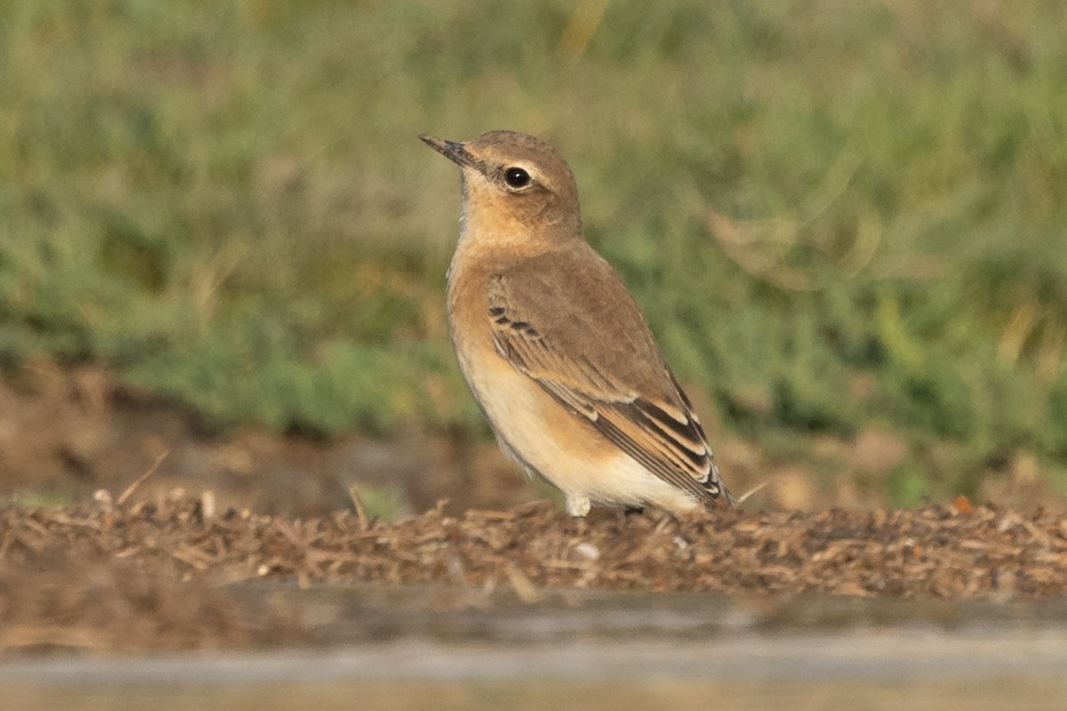 Northern Wheatear - ML640354164
