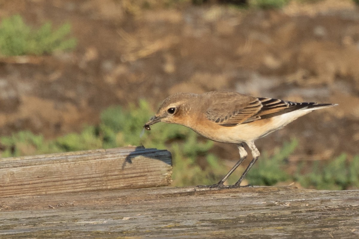 Northern Wheatear - ML640354165