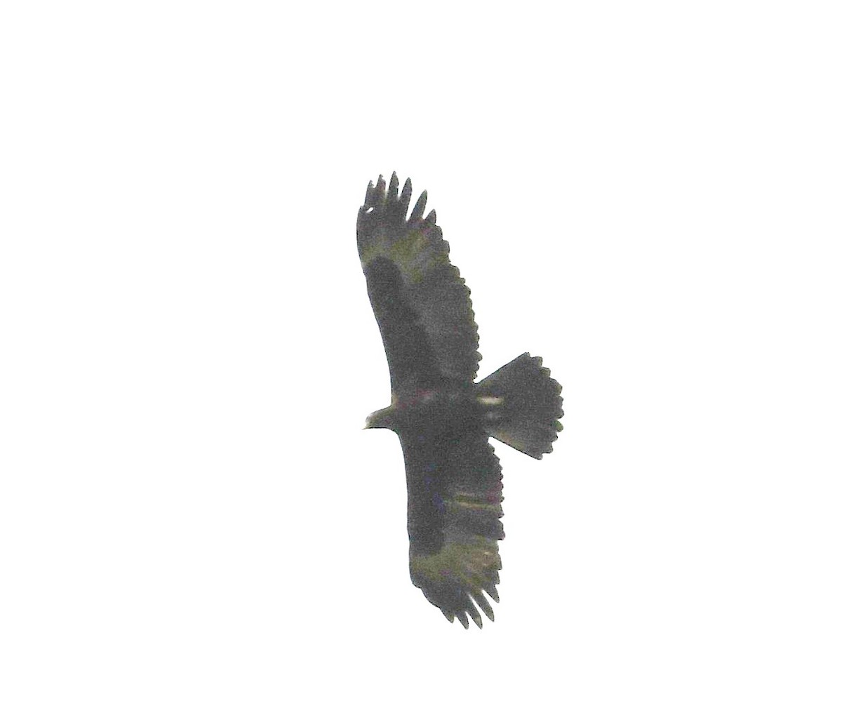 Gurney's Eagle - ML640354177