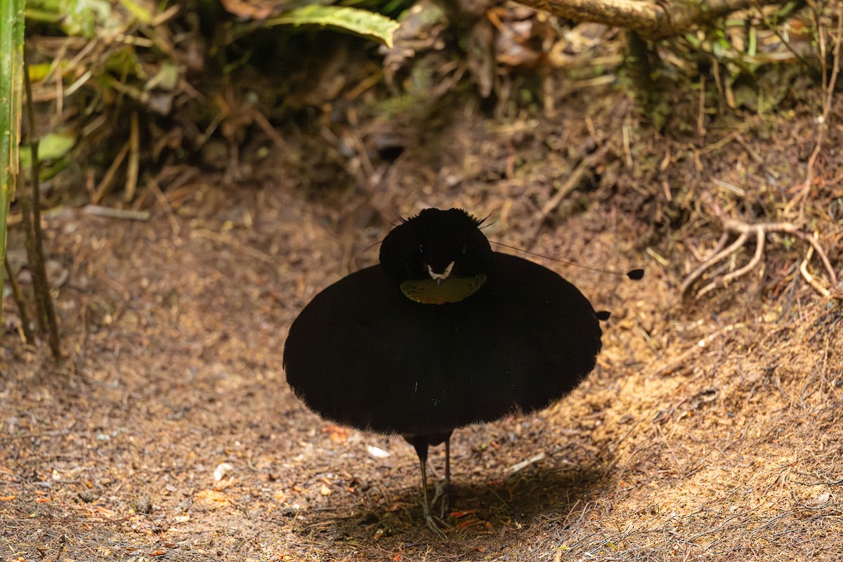 Lawes's Parotia - ML640354234