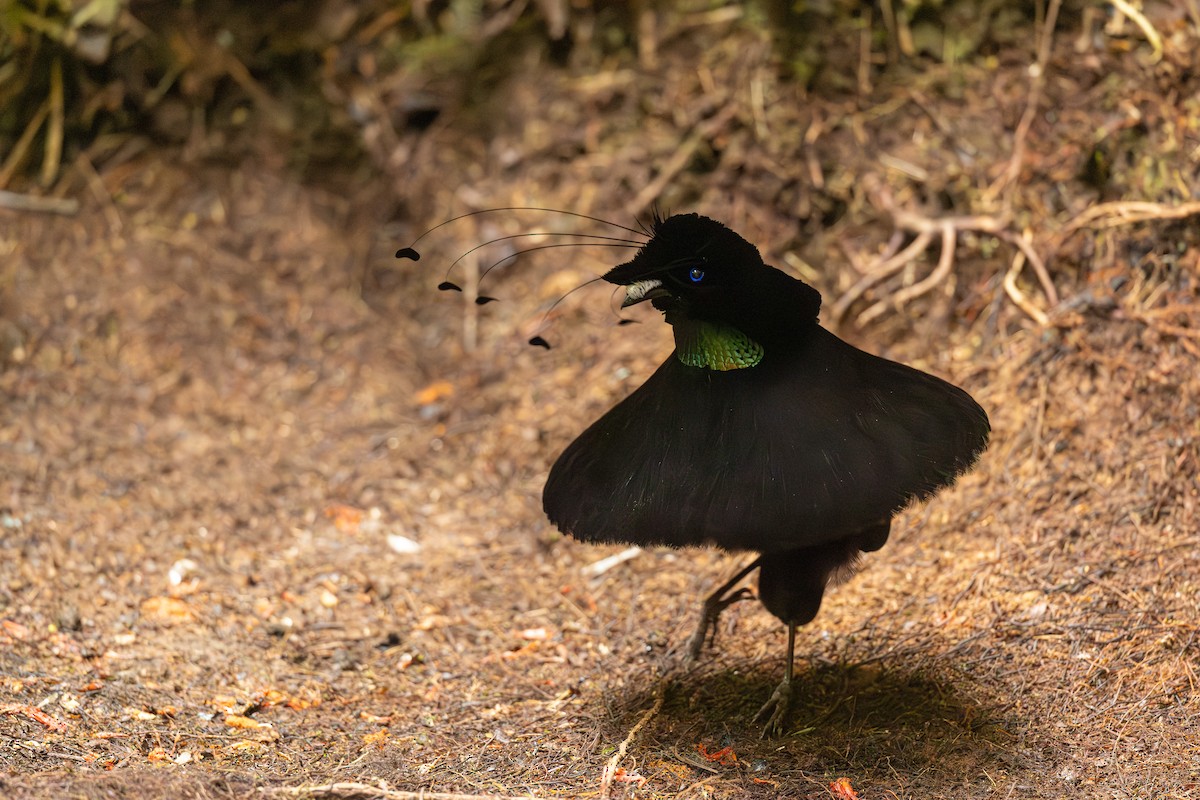 Lawes's Parotia - ML640354235