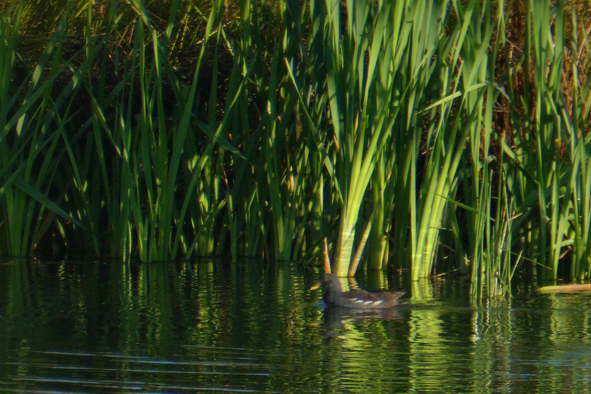 Eurasian Moorhen - ML640354240