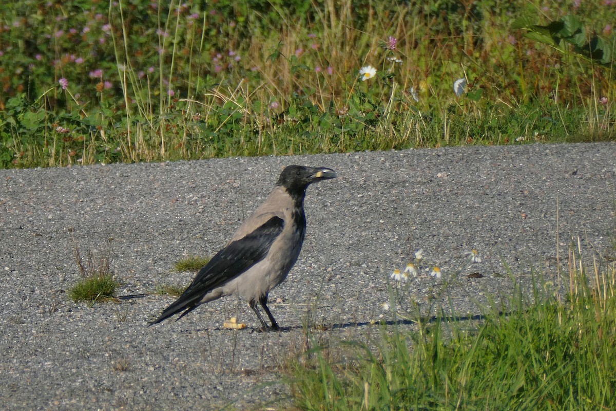 Hooded Crow - ML640354248