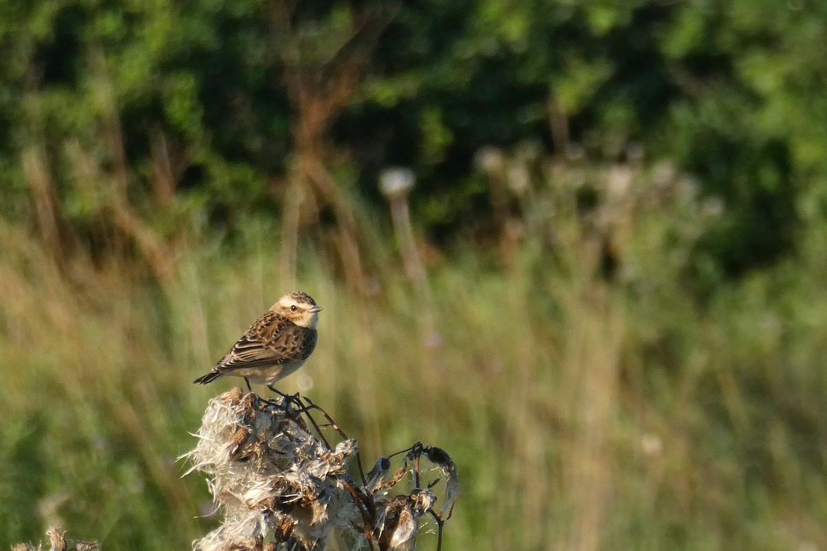 Whinchat - ML640354251