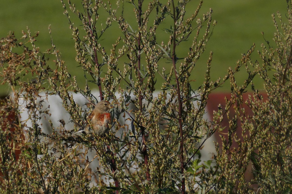 Eurasian Linnet - ML640354253