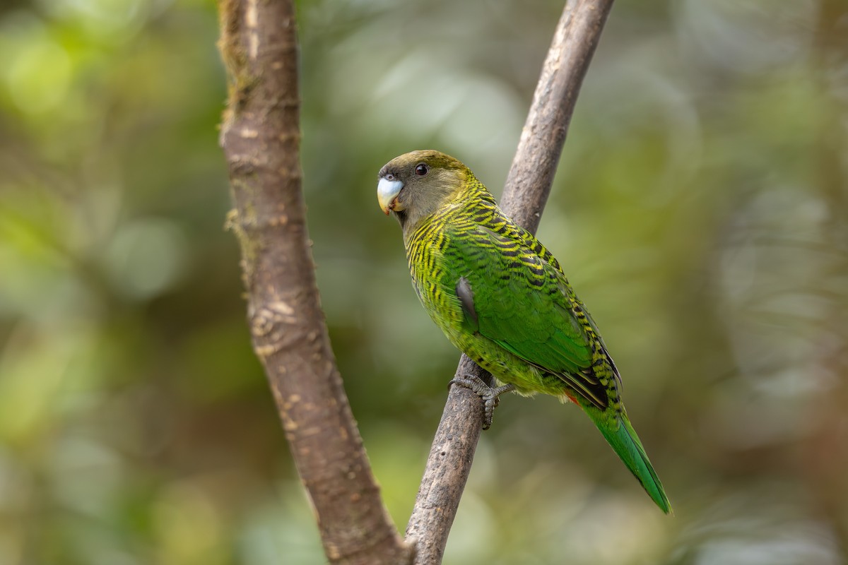 Brehm's Tiger-Parrot - ML640354295