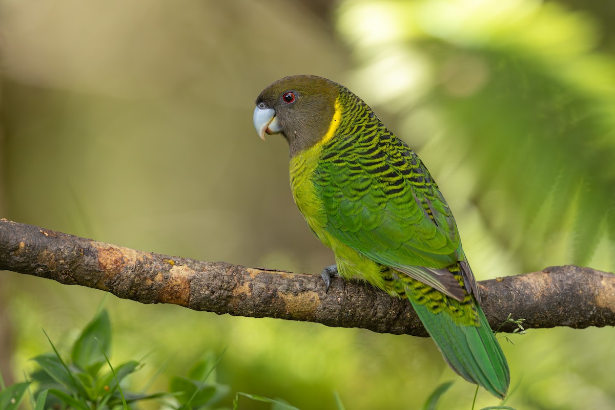 Brehm's Tiger-Parrot - ML640354298