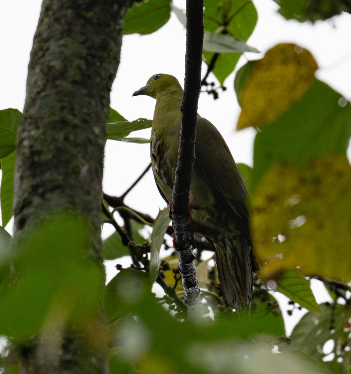 Wedge-tailed Green-Pigeon - ML640354340