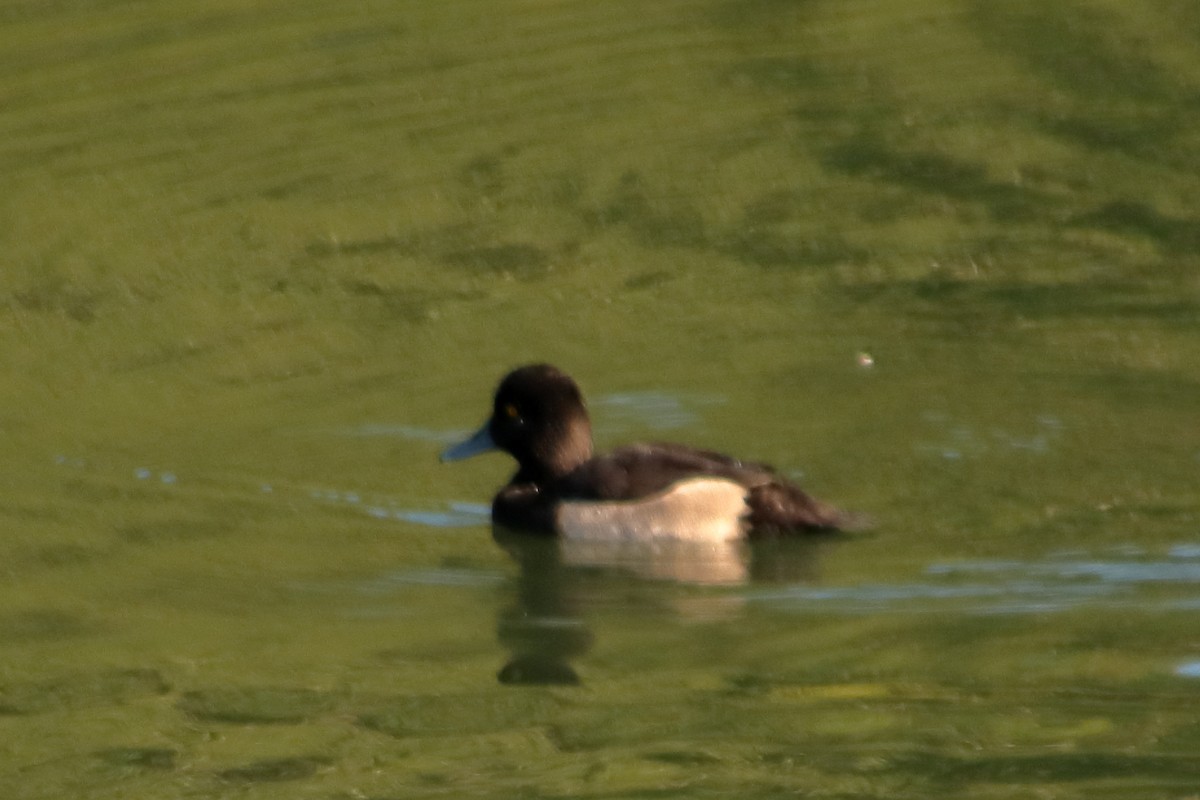 Tufted Duck - ML640354359
