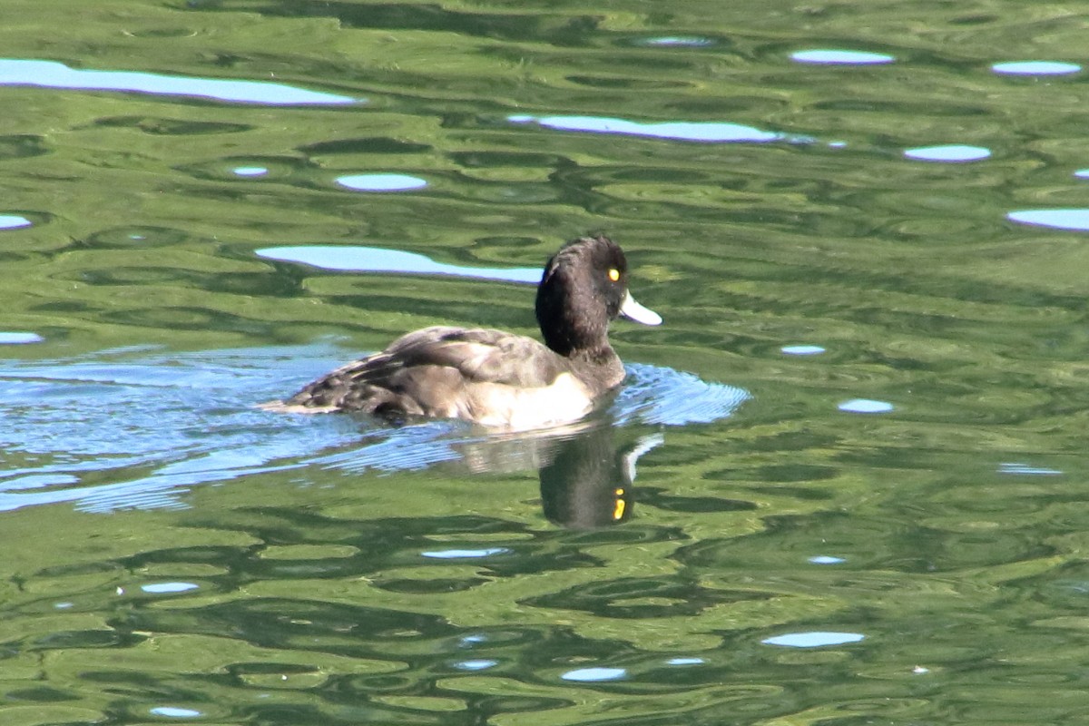 Tufted Duck - ML640354360