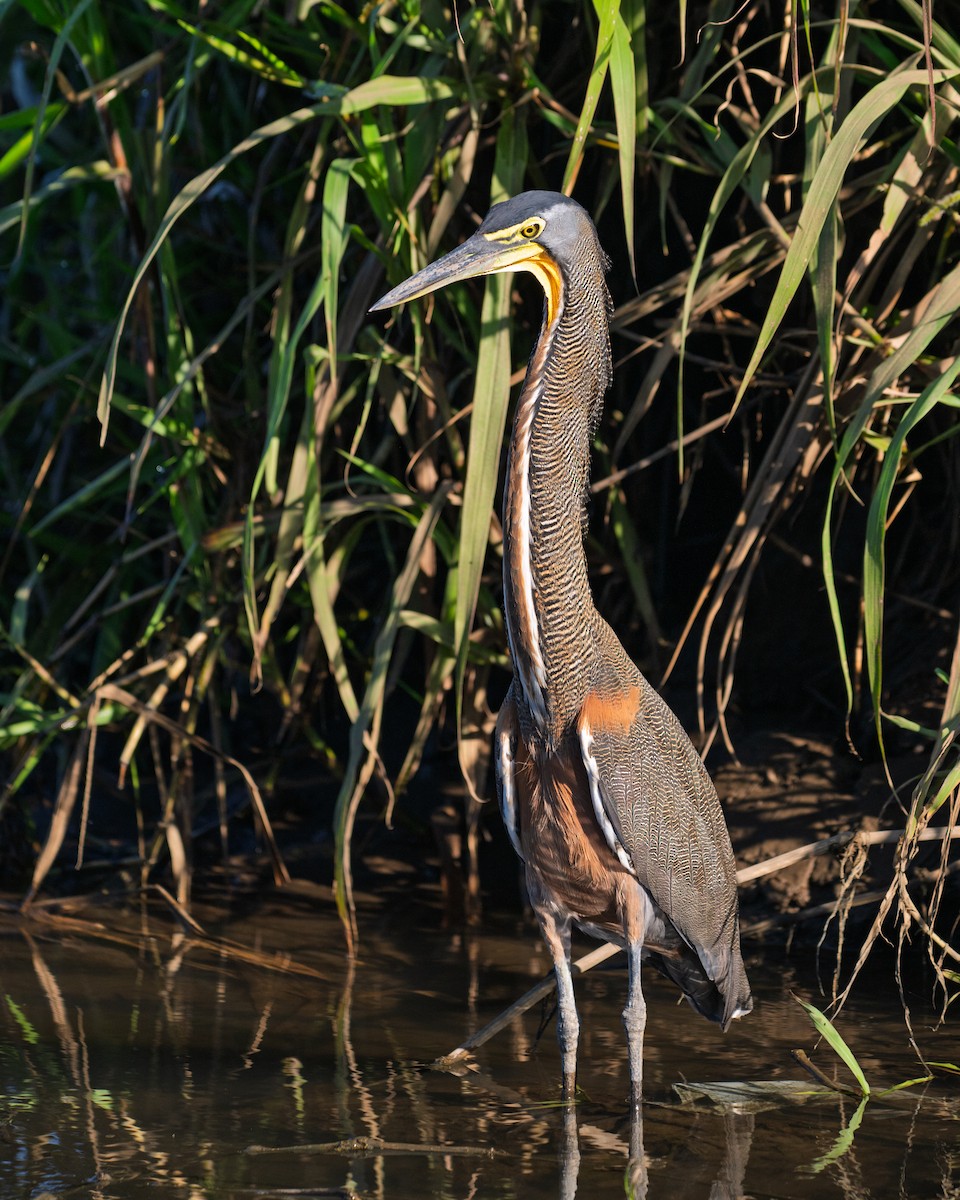 Bare-throated Tiger-Heron - ML640354446