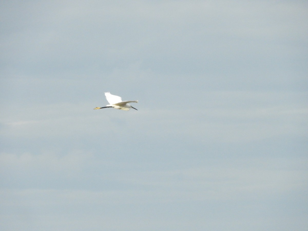 volavka stříbřitá - ML640354491