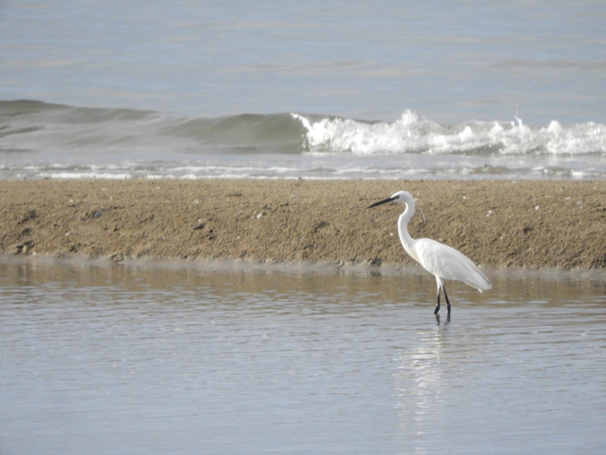 volavka stříbřitá - ML640354492