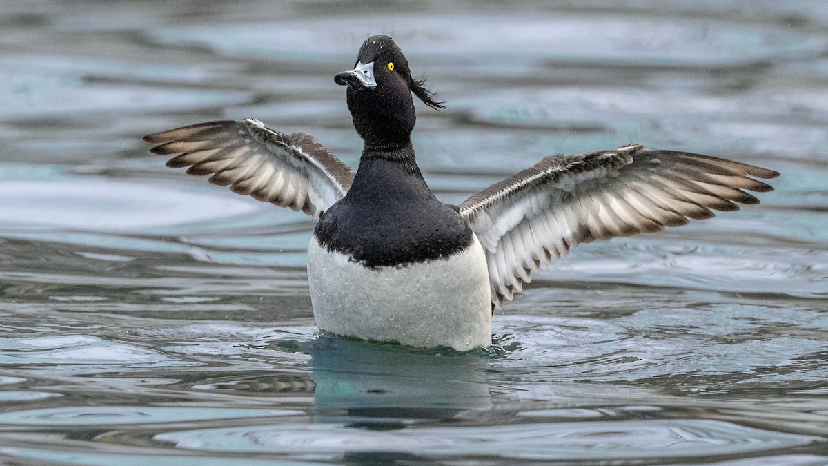 Tufted Duck - ML640354502