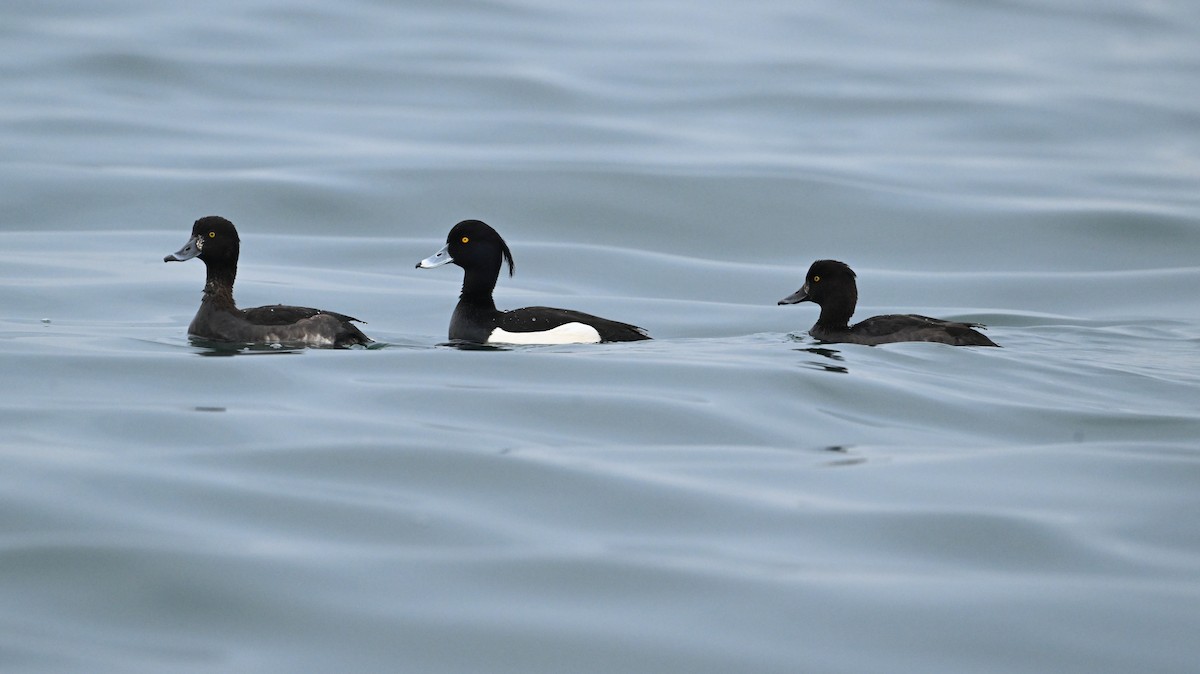 Tufted Duck - ML640354507