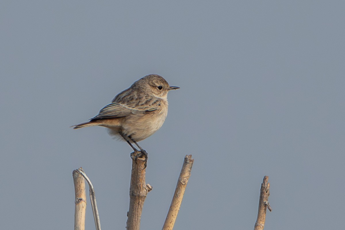 White-browed Bushchat - ML640354531