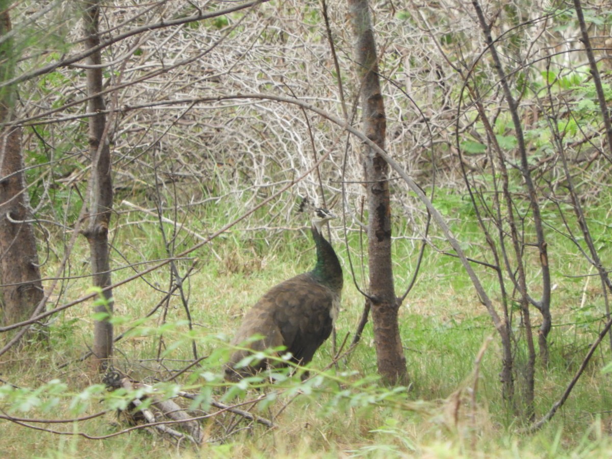 páv korunkatý (domestikovaný) - ML640354534