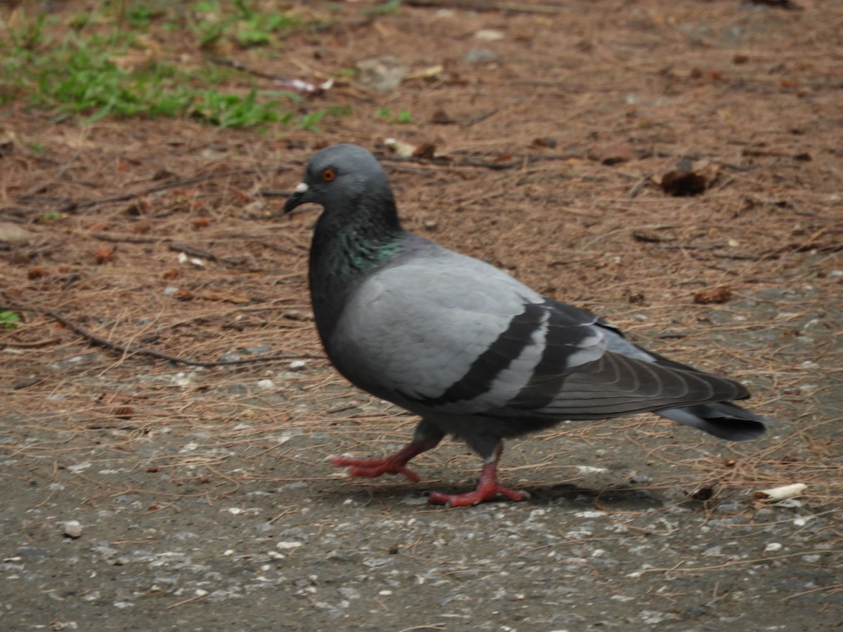 holub skalní (domácí) - ML640354538