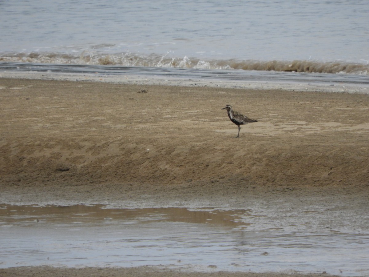 kulík pacifický - ML640354541