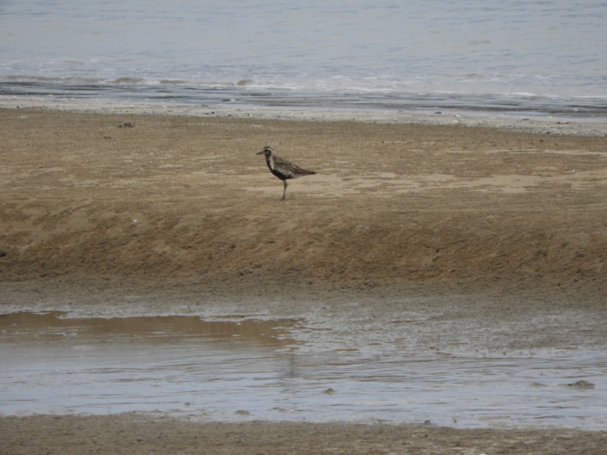 kulík pacifický - ML640354542