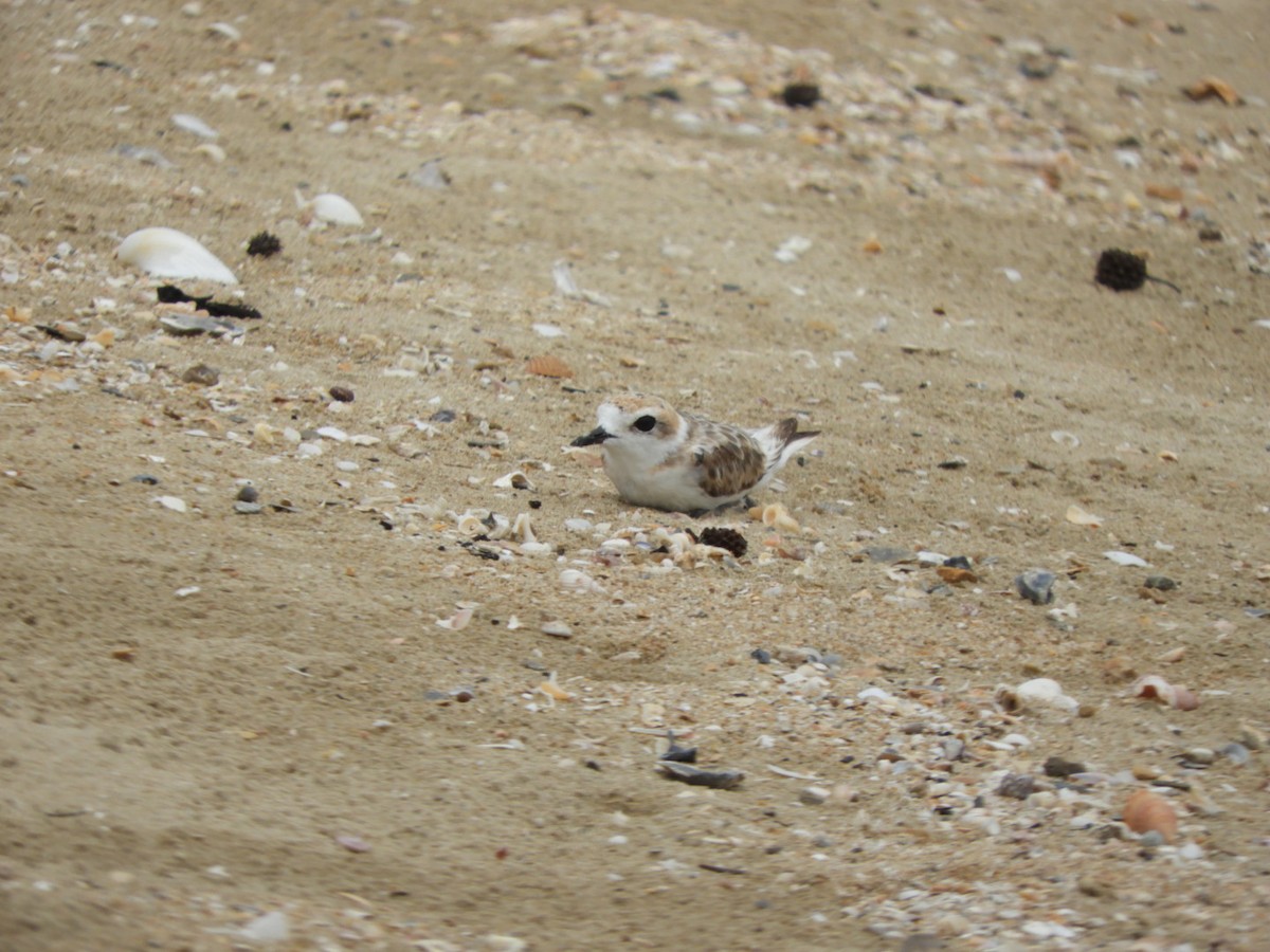 kulík malajský - ML640354557