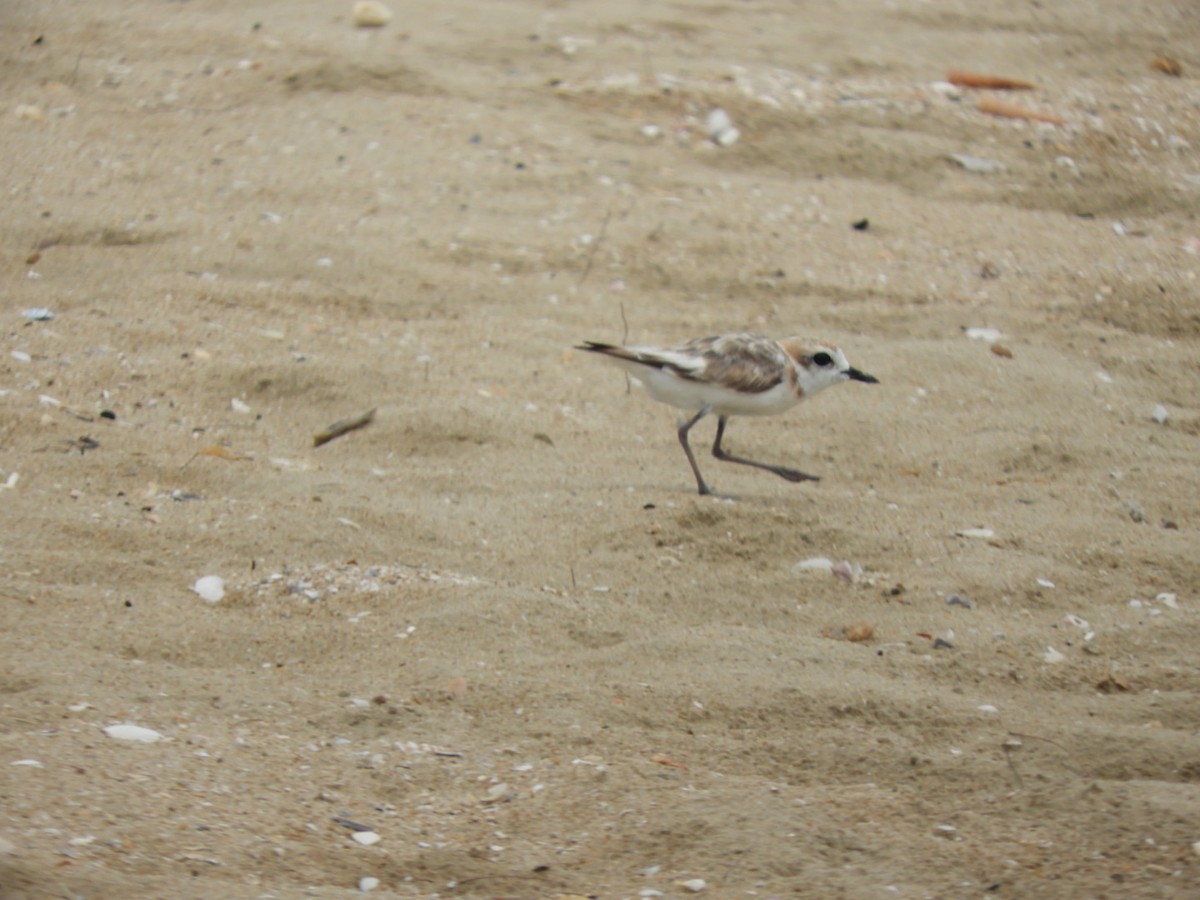 kulík malajský - ML640354558